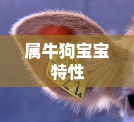 美国潮牌服装的璀璨星河，时尚潮流的引领者  第1张