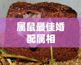 斗破苍穹漫画免费下拉式6漫画  第1张