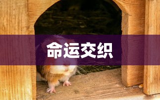 奈何Boss更新时间揭秘，Boss要娶我  第1张