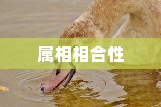 暗黑破坏神IV手游，是否需要付费购买？  第1张