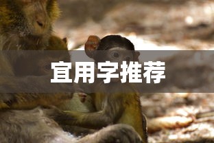 USDT是什么币种行情  第1张