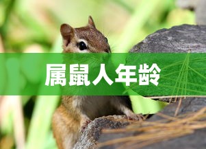 叶问4  第1张