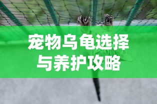 dota自走棋神族羁绊  第1张