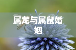 放羊的星星演员表全部  第1张