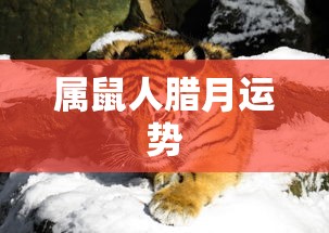 东界王神战斗力  第1张