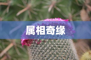 属鼠与狗宝宝的属相奇缘，和谐共生的故事  第1张