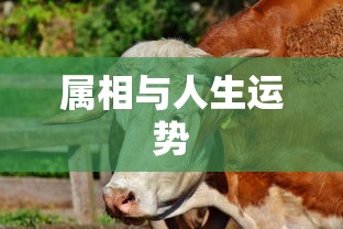 兄弟篮球文案  第1张