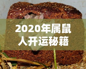 CF手游礼包，性价比与价值双重考量  第1张