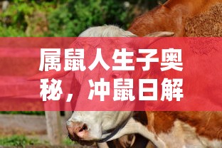 巅峰之战赛尔号  第1张