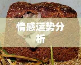 SSID是WiFi名称吗？探究无线网络的标识符  第1张