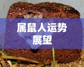 刀客家族的女人电视剧全集免费观看  第1张