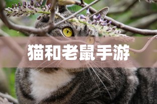 战区手游游客登录攻略，畅游无阻的指南  第1张