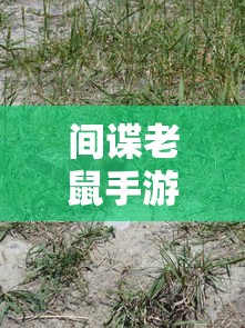 春运抢票困境，如何应对票源紧张的时刻  第1张