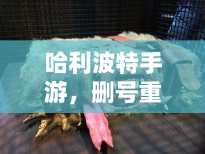 holika holika是什么牌子  第1张