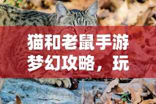 猫和老鼠手游梦幻攻略，玩转游戏技巧，成为顶尖高手  第1张