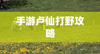 赤姬是正规品牌吗  第1张