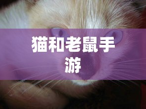 猫和老鼠手游梦幻攻略，玩转游戏世界的秘诀！  第1张