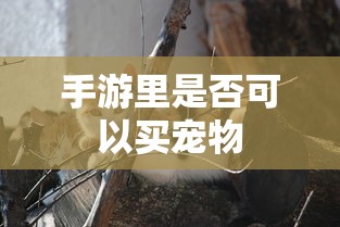 手游里是否可以买宠物  第1张