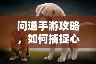 问道手游攻略，捕捉心仪宠物全攻略  第1张