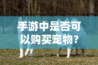 手游中是否可以购买宠物？  第1张