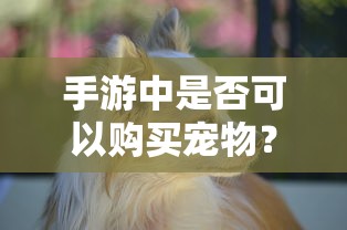 手游中是否可以购买宠物？  第1张