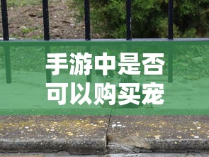 手游中是否可以购买宠物？  第1张