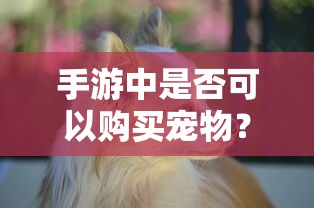 手游中是否可以购买宠物？  第1张
