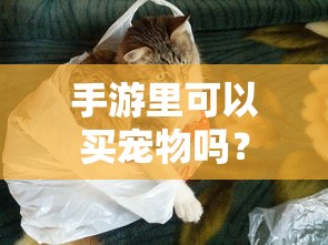 手游中是否可以买宠物的探讨  第1张