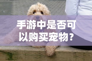 手游中是否可以购买宠物？  第1张
