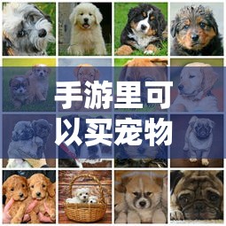 手游中是否可以买宠物的探讨  第1张