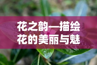 花之韵，绽放的美丽与无尽魅力  第1张