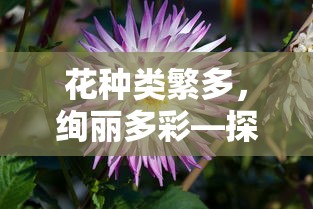 探索花卉世界的奥秘，花种类繁多，绚丽多彩  第1张