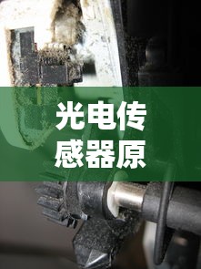 大王燕种族值  第1张