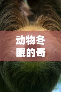 动物冬眠的奇妙世界，哪些动物需要冬眠？  第1张
