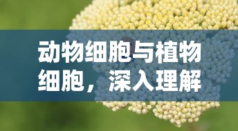 动物细胞与植物细胞的深度差异解析  第1张