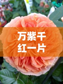 解读人民币的色彩密码，万紫千红一片绿  第1张