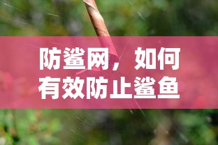 佳妮法技能加点长图  第1张