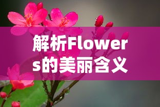 解析Flowers的美丽含义  第1张