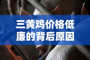 三黄鸡价格低廉的背后原因分析  第1张