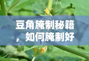 豆角腌制秘籍，如何腌制好吃又脆不坏的豆角？  第1张