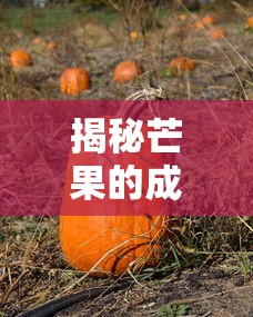 揭秘，几月份是芒果的丰收季节？  第1张