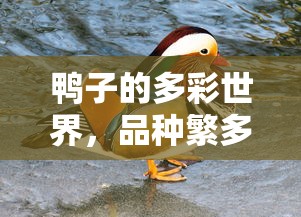 鸭子的多彩世界，品种繁多，各具特色  第1张