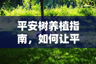 平安树养植指南，如何让平安树茂盛生长  第1张