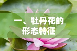 牡丹花的形态特征  第1张