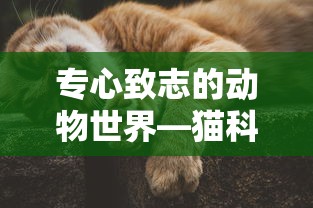 雅阁2.0t  第1张