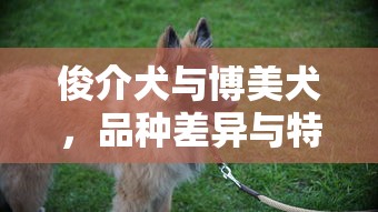 俊介犬与博美犬，品种差异与特点对比  第1张
