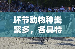 环节动物，多样性与独特性共存  第1张
