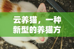 云养猫，新型的养猫体验  第1张