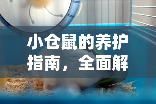 小仓鼠的全面养护指南，如何养好你的小宠物  第1张