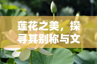 莲花之美，探寻其别称与文化内涵的交融  第1张